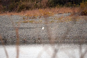 『野鳥観察