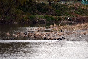 『野鳥観察