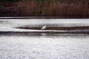 『野鳥観察