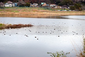 『野鳥観察