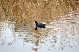 『野鳥観察