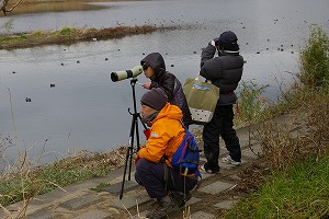 『野鳥観察