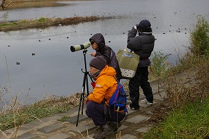 『野鳥観察