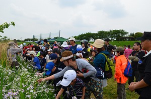 野草摘み（植物観察）