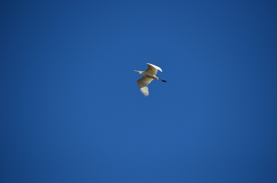 野鳥観察