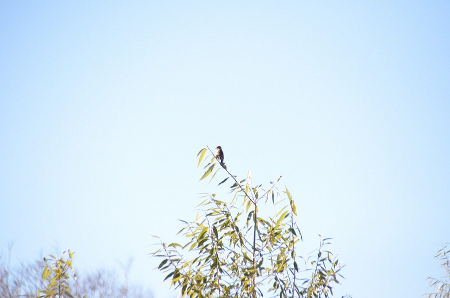 野鳥観察