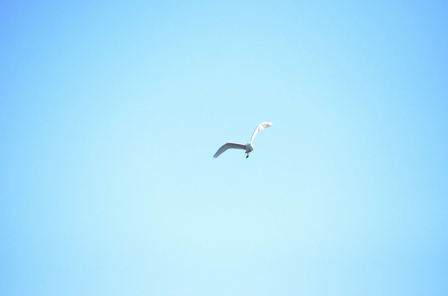 野鳥観察
