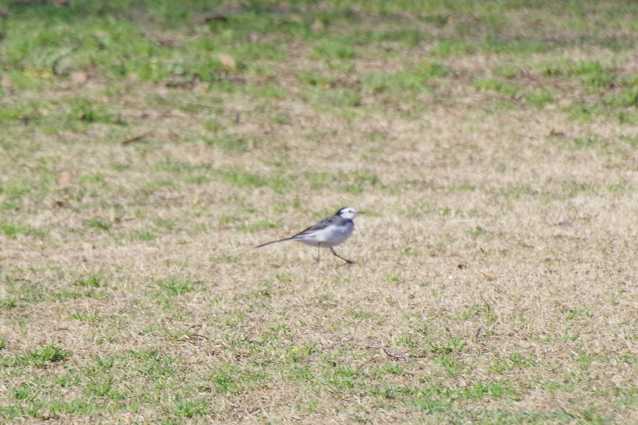 野鳥観察会