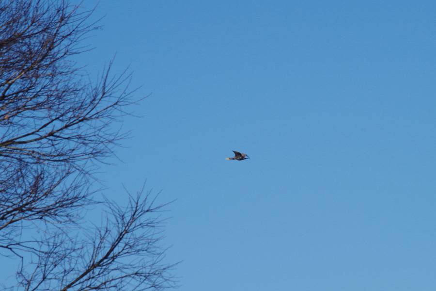 野鳥観察会