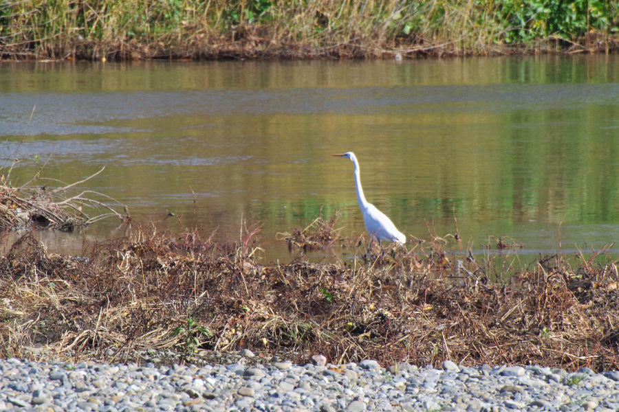 野鳥観察会