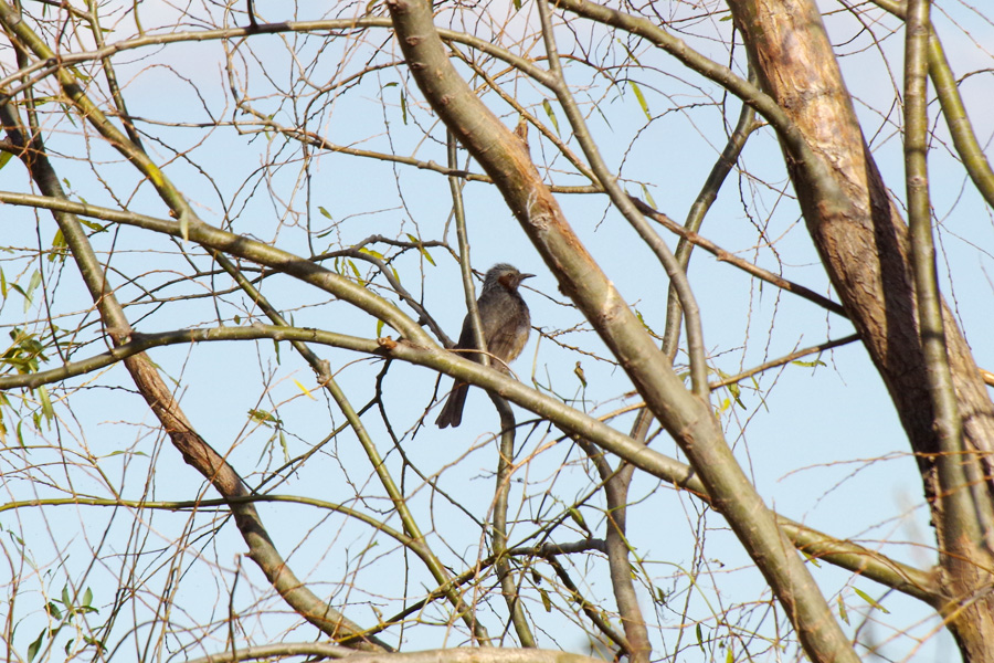 野鳥観察会