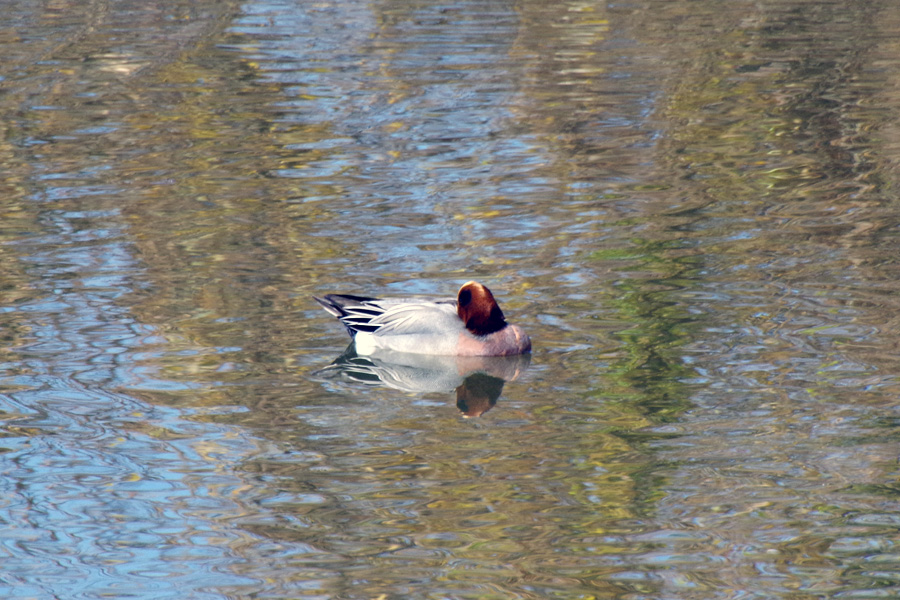 野鳥観察会