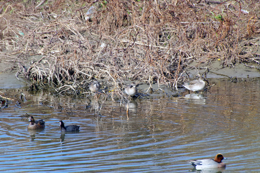 野鳥観察会