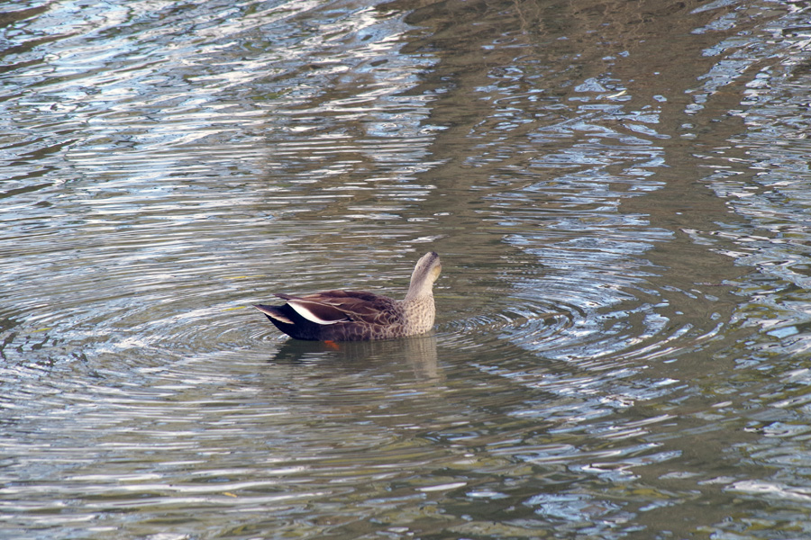 野鳥観察会