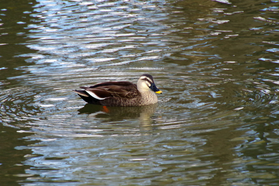 野鳥観察会