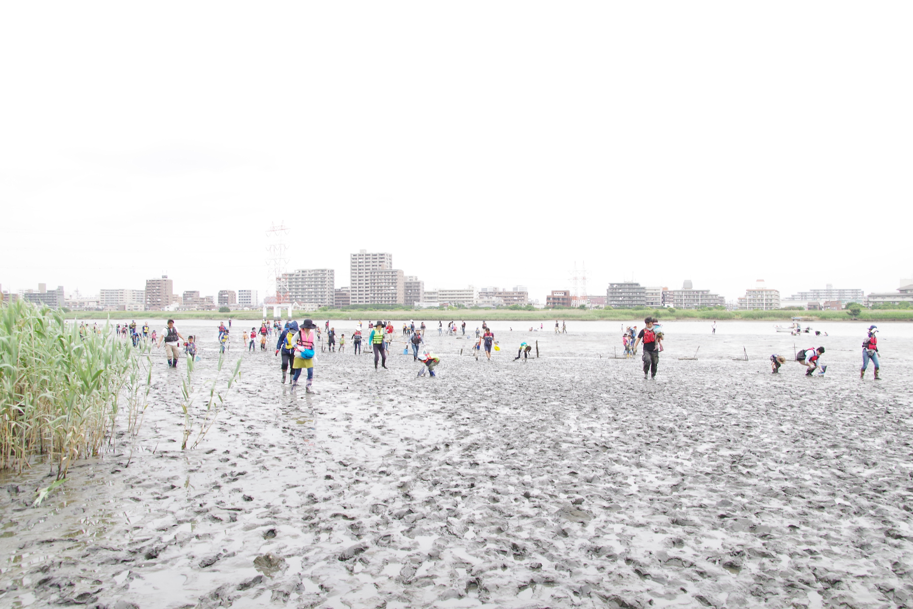 河口干潟観察会