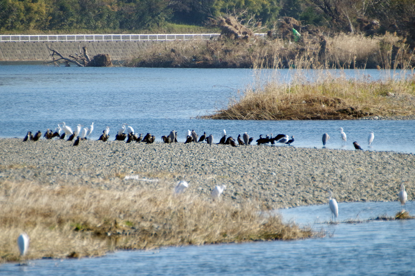 野鳥観察会