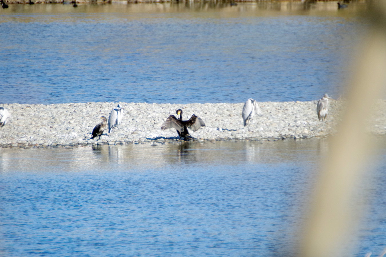 野鳥観察会