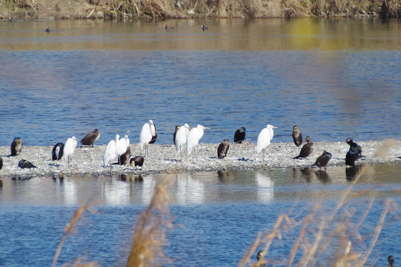 野鳥観察会