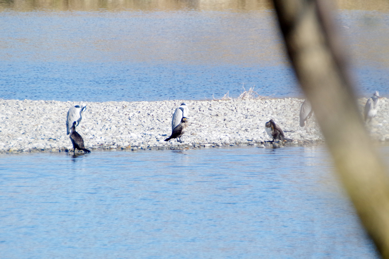 野鳥観察会