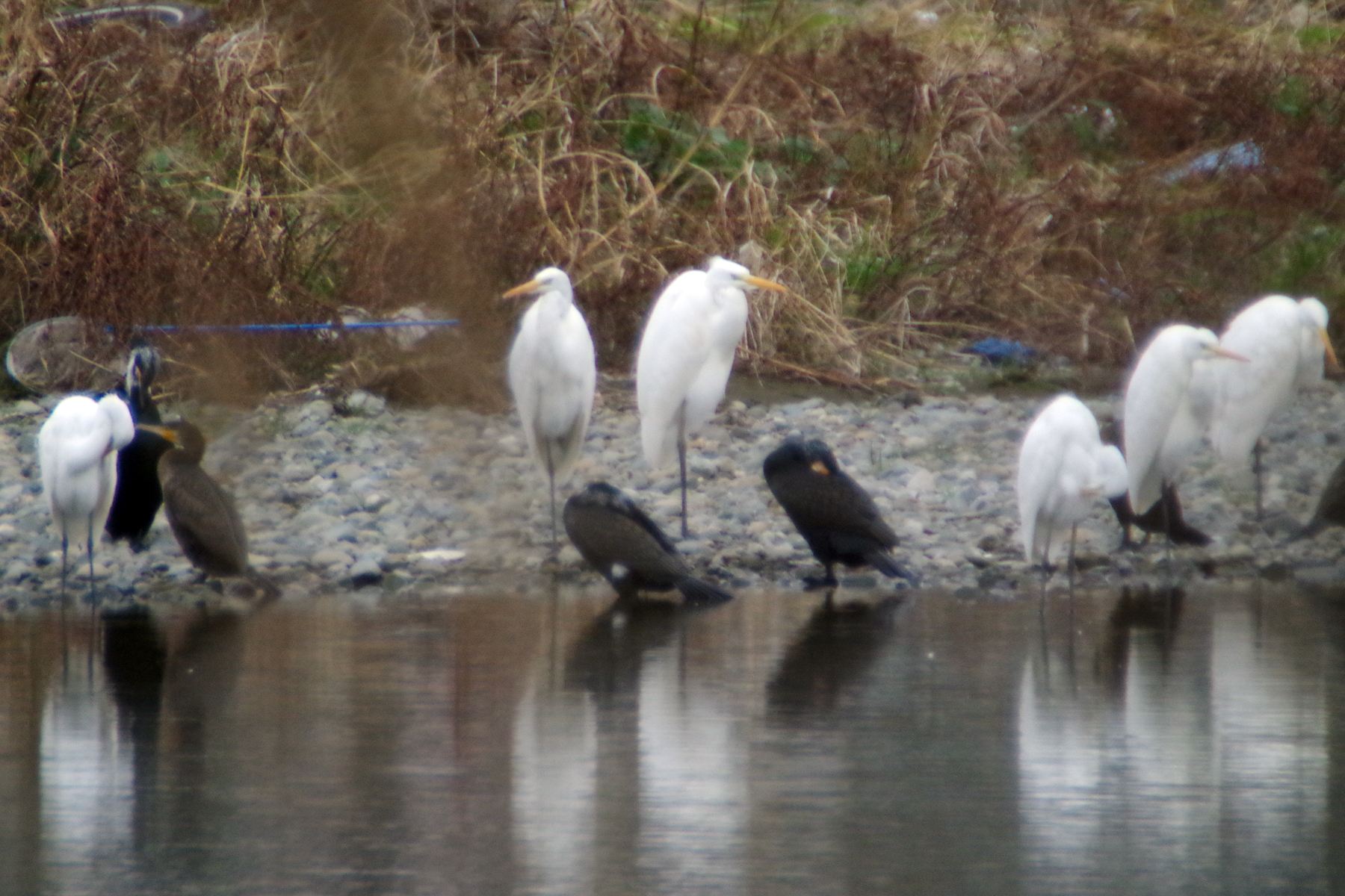 野鳥観察会