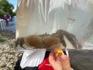 川の生き物観察会（ガサガサ）