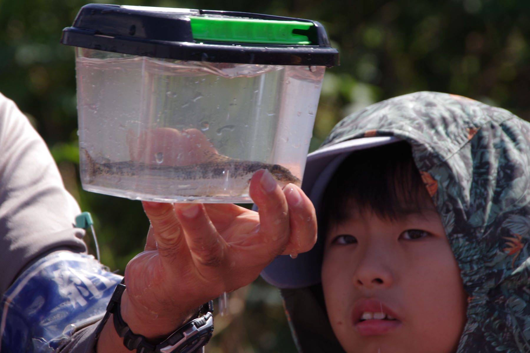 『川の生きもの観察会（ガサガサ）』