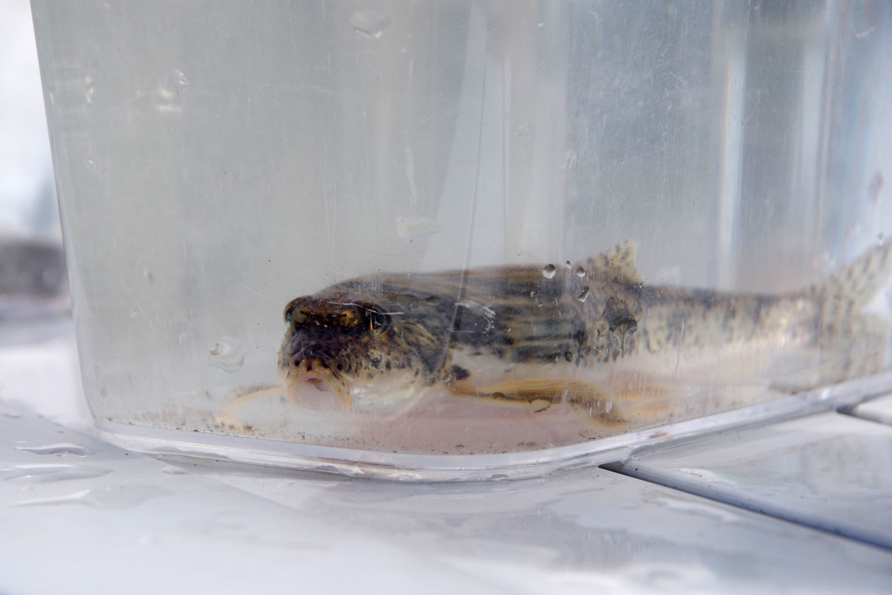 『川の生きもの観察会（ガサガサ）』