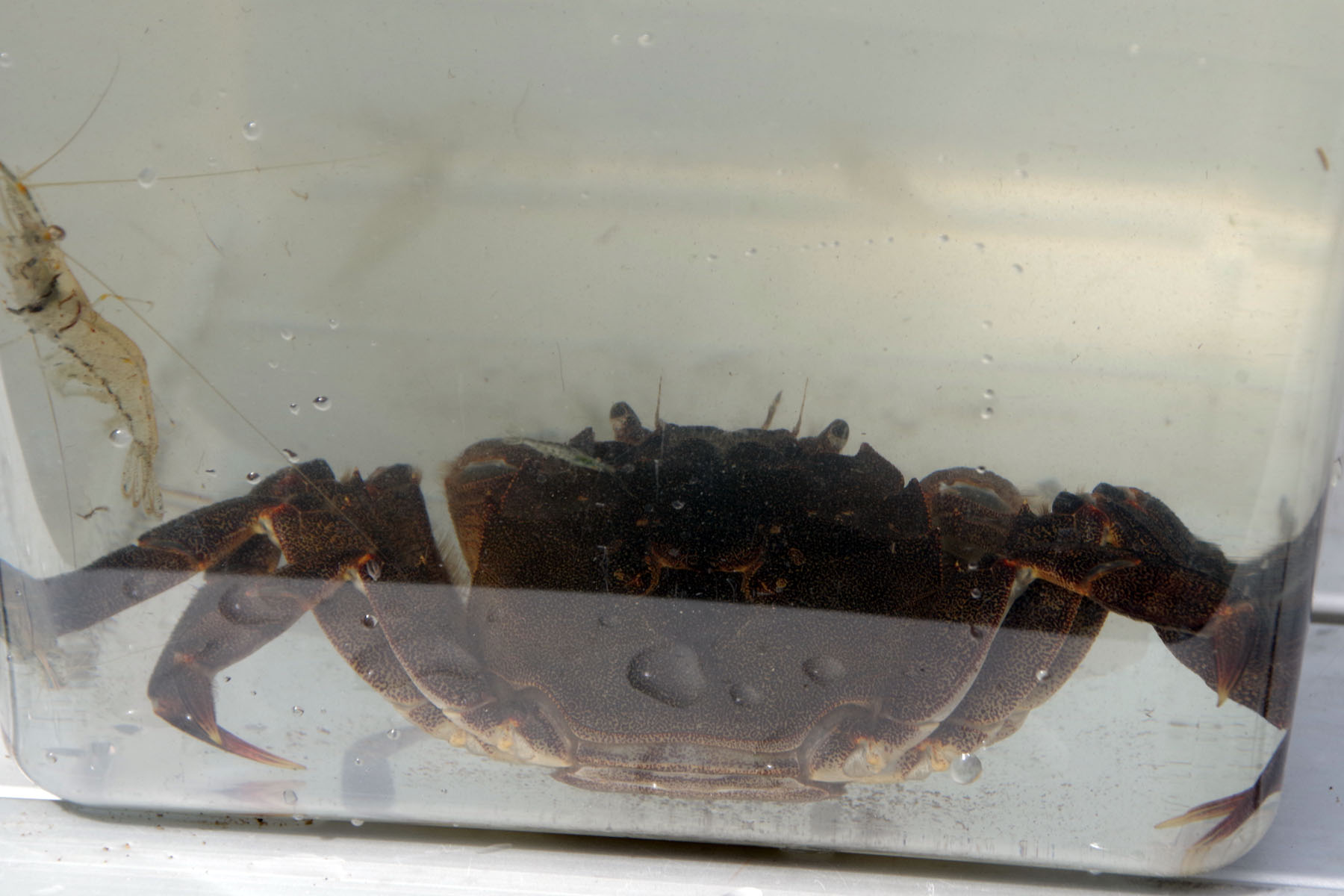 『川の生きもの観察会（ガサガサ）』