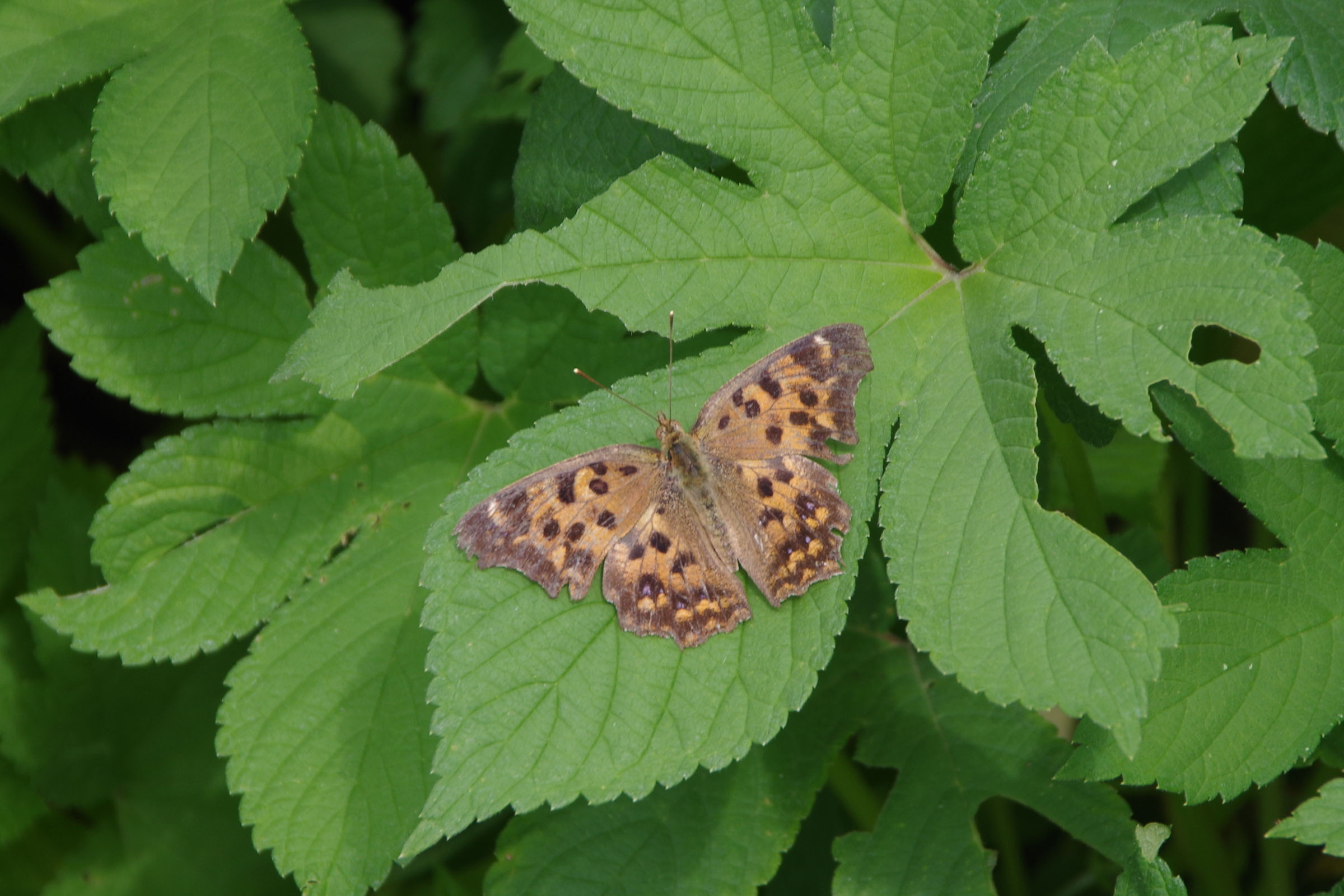 『昆虫観察会』