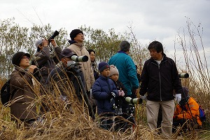 『野鳥観察