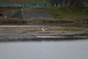 『野鳥観察