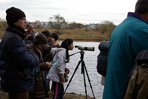 『野鳥観察