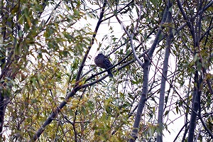 『野鳥観察