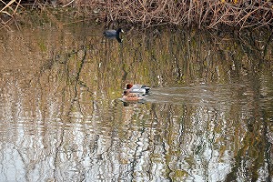 『野鳥観察