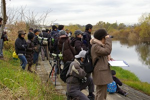 『野鳥観察