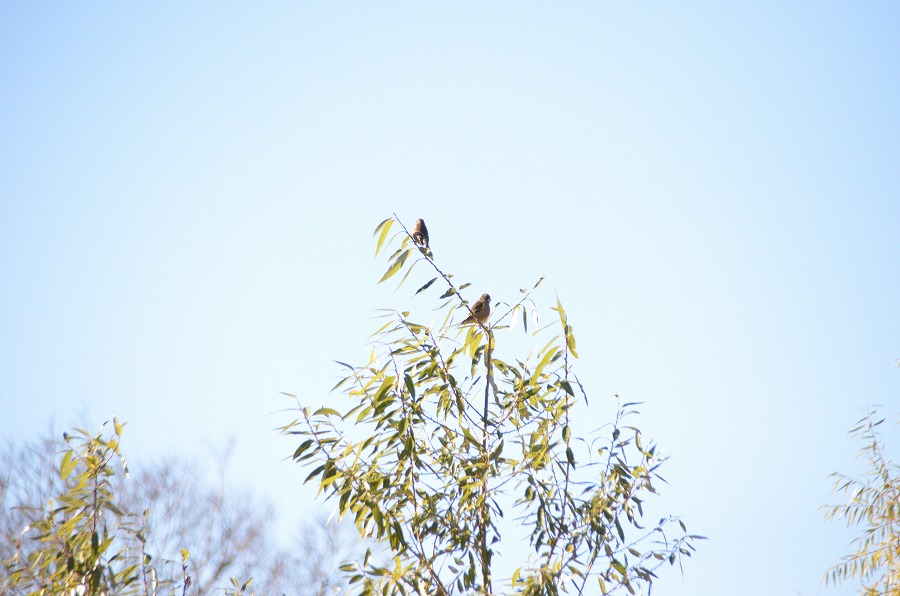 野鳥観察