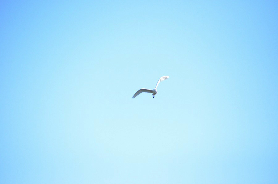 野鳥観察