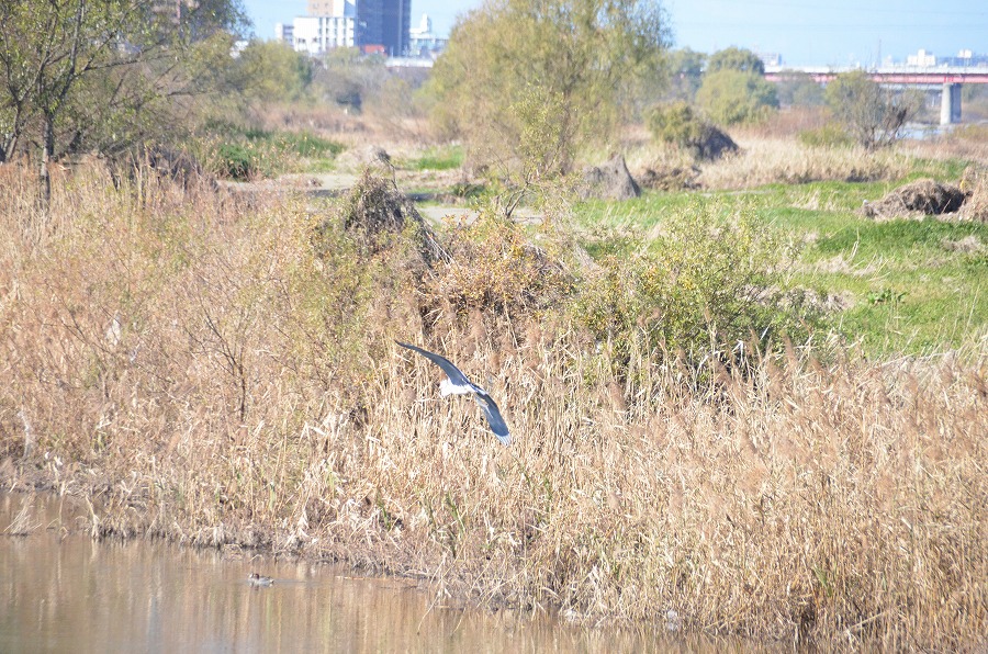 野鳥観察