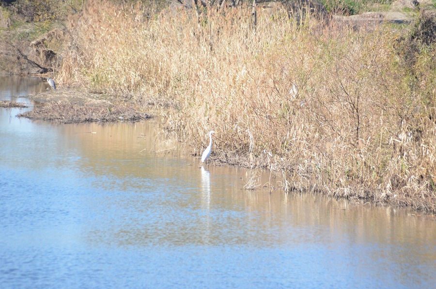 野鳥観察