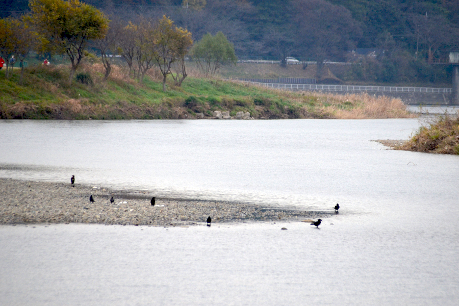 野鳥観察