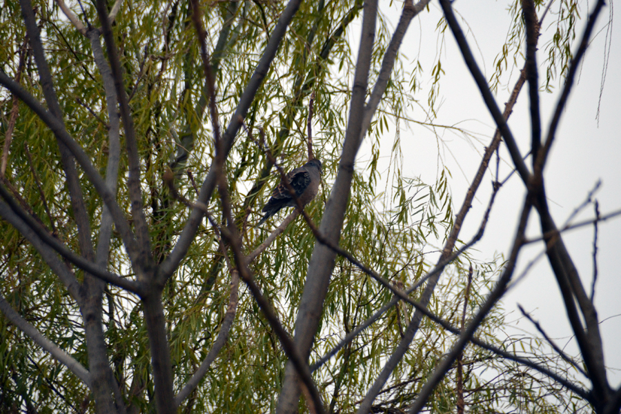 野鳥観察