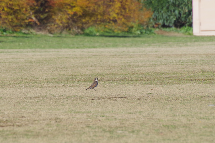 野鳥観察会