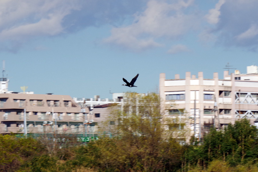 野鳥観察会