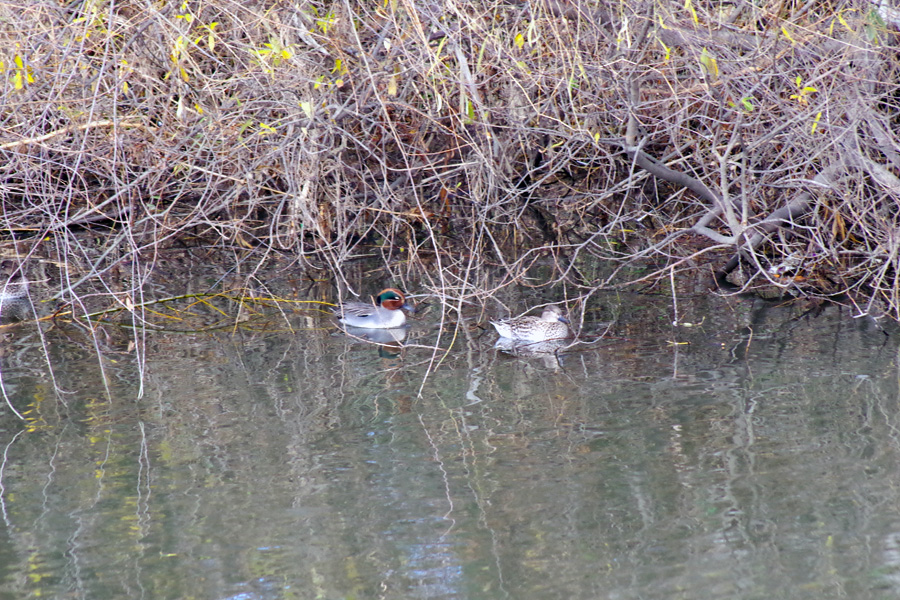 野鳥観察会