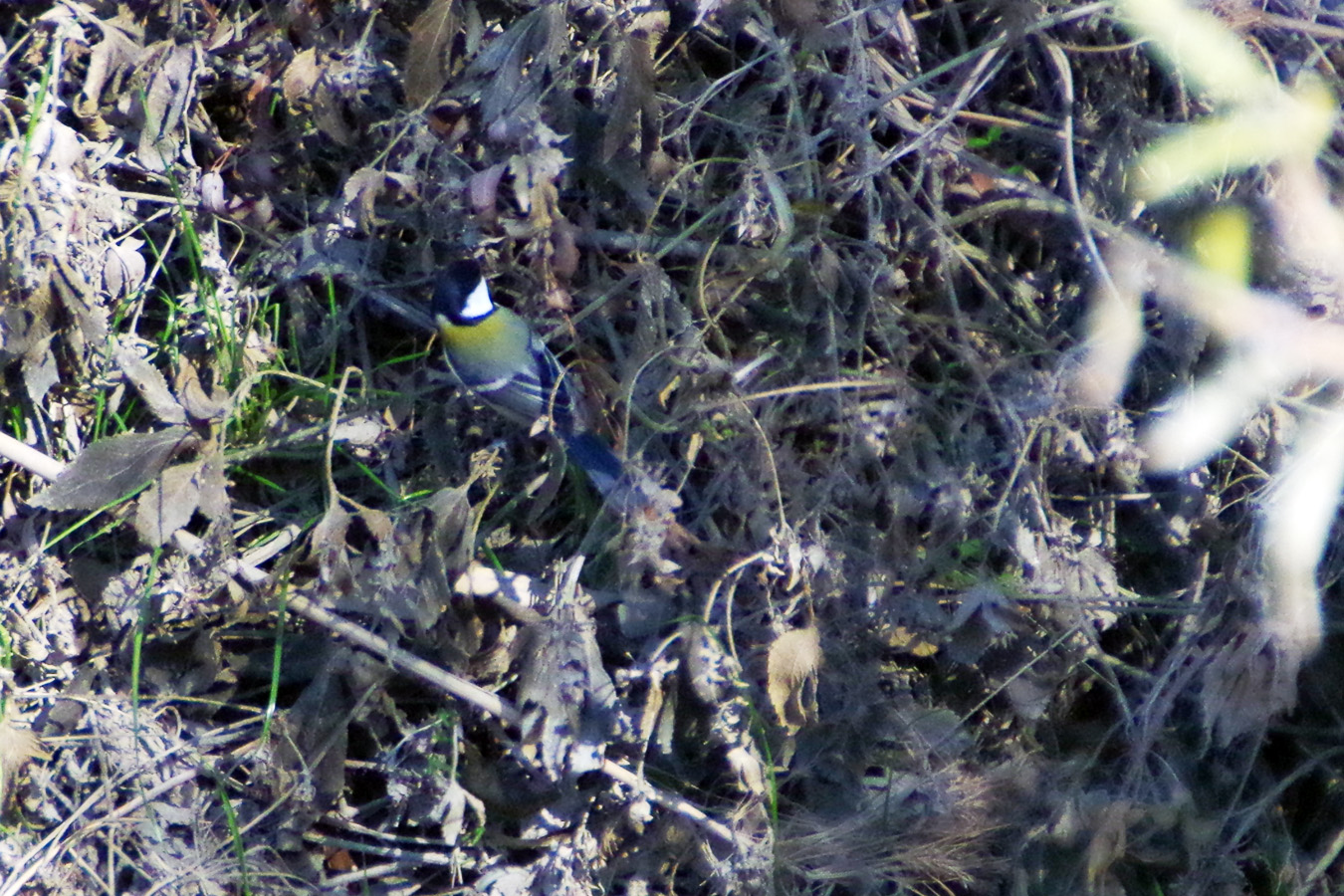 野鳥観察会