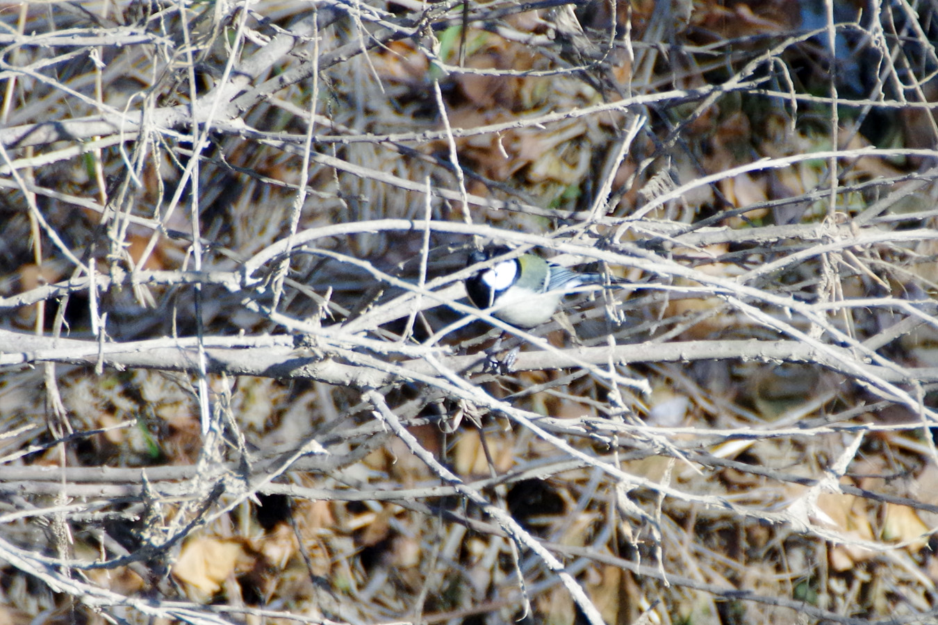 野鳥観察会