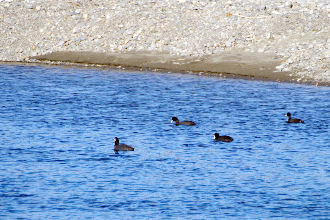 野鳥観察会