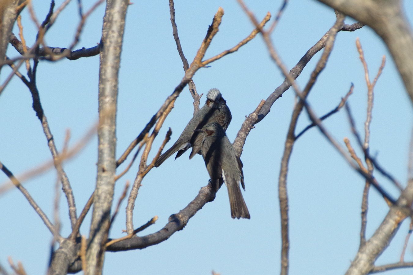 野鳥観察会