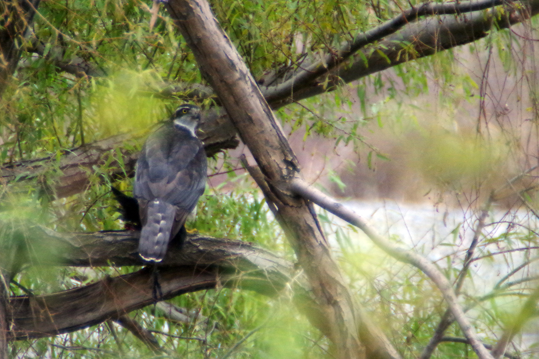 野鳥観察会